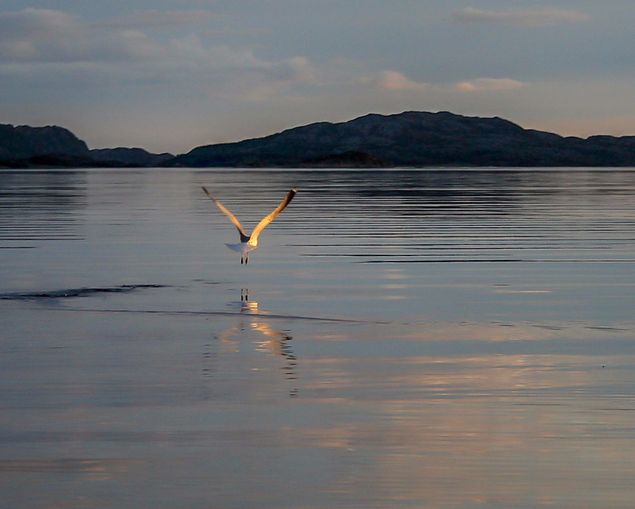En varm og stille sommerkveld ved kysten av Nord Trøndelag. Bilde ble tatt i 2008 da jeg tok en tur på sjøen for å nyte solnedgangen og gjerne få en fisk til middag neste dag. Jeg husker ikke om jeg fikk fisk, men jeg fikk tatt et bilde av en måke i 